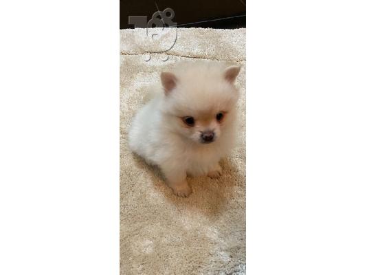 PoulaTo: Αξιολάτρευτο κουτάβι Pomeranain διαθέσιμο.